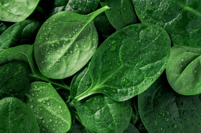 10 Best Vegetables For Small Garden