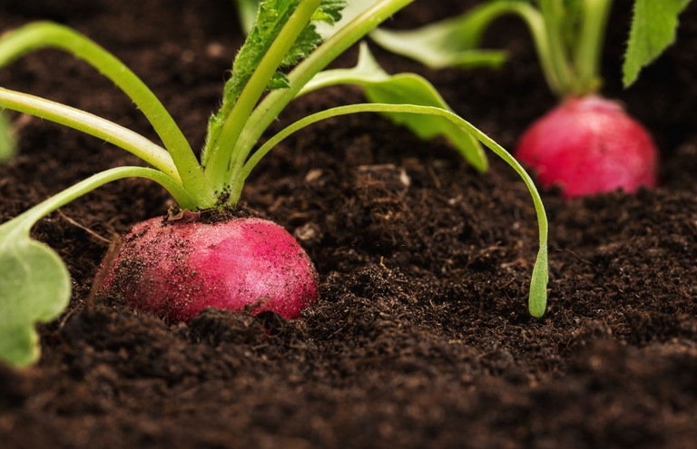 10 Best Vegetables For Small Garden