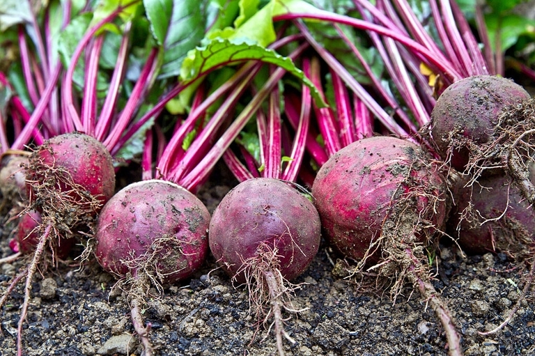 10 Best Vegetables For Small Garden