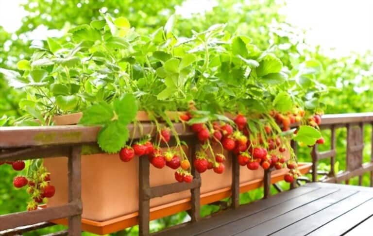 Different Types Of Gardening Methods
