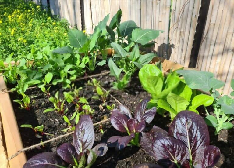 Different Types Of Gardening Methods