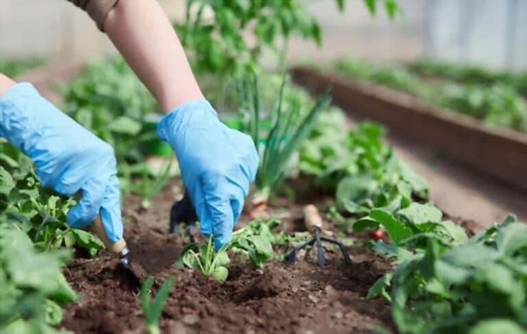 Different Types Of Gardening