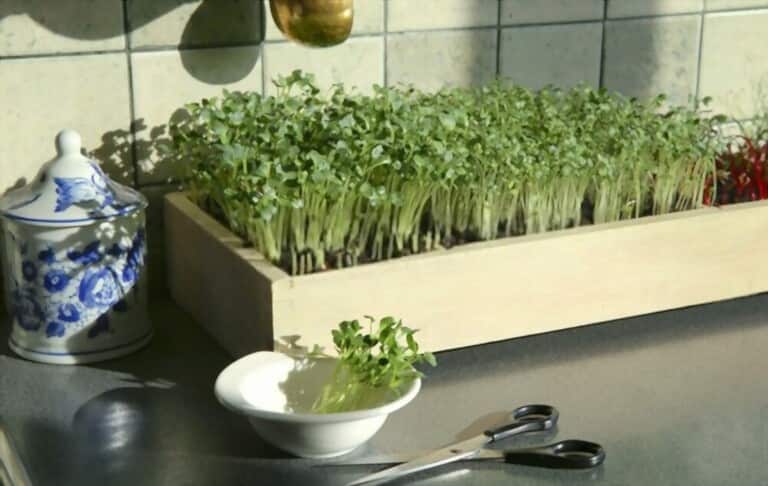 Different Types Of Gardening