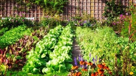 Different Types Of Gardening