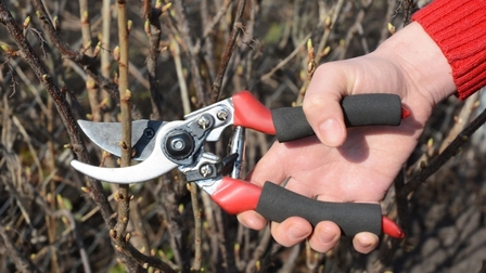 6 Best Hand Pruners of 2026