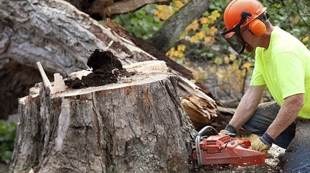 How To Trim A Large Tree?