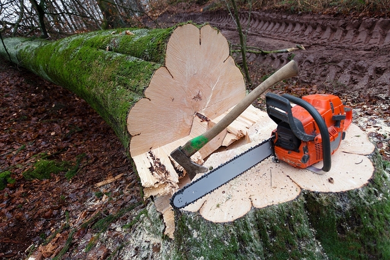 How To Trim A Large Tree?