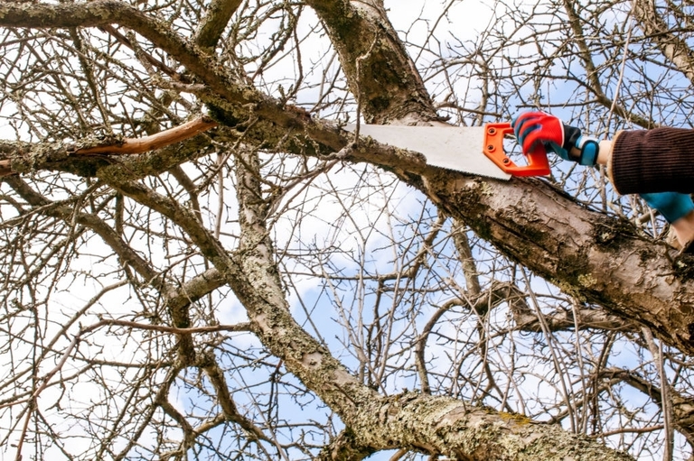 How To Trim A Large Tree?