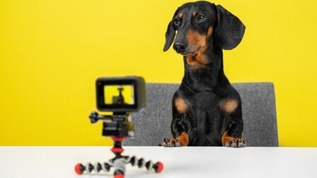 6 Best Pet Cameras for Home of 2026