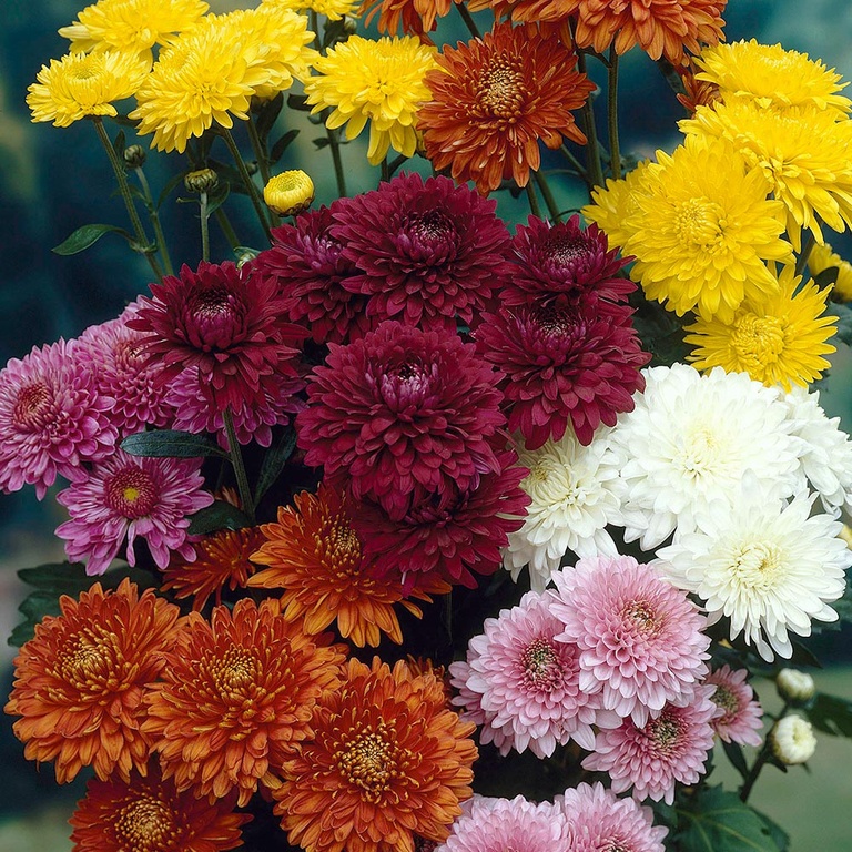 How To Plant Purple Mums