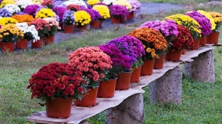 How To Plant Purple Mums