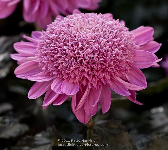 How To Plant Purple Mums