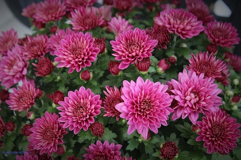 How To Plant Purple Mums