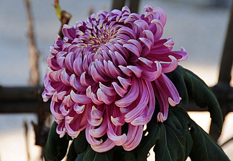 How To Plant Purple Mums
