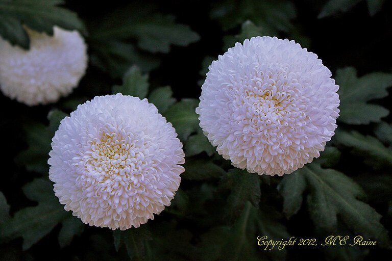 How To Plant Purple Mums