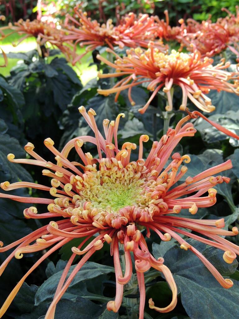 How To Plant Purple Mums