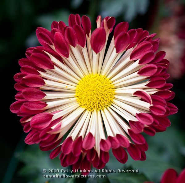 How To Plant Purple Mums