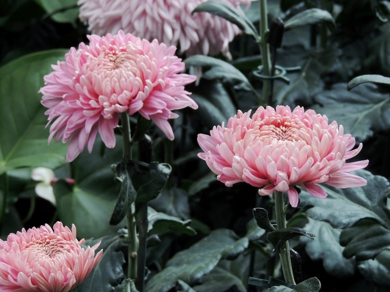 How To Plant Purple Mums