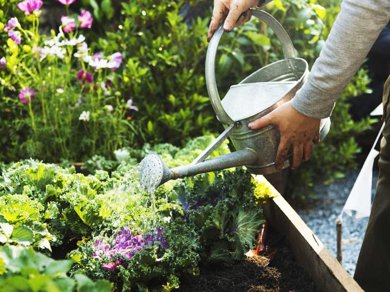 How to Set Up A Rooftop Garden