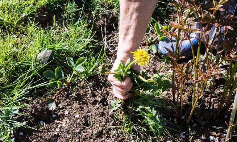 How to Set Up A Rooftop Garden